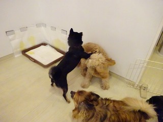 DSC03942.jpg