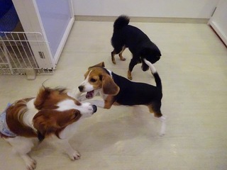 DSC04041.jpg