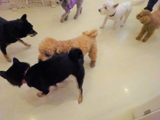 DSC04095.jpg