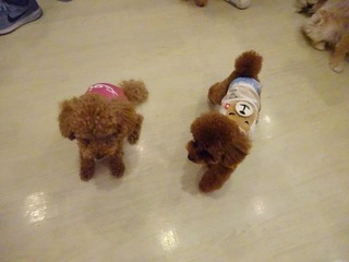DSC04218.jpg