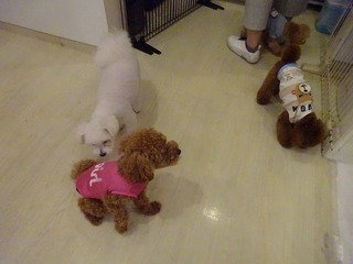 DSC04225.jpg
