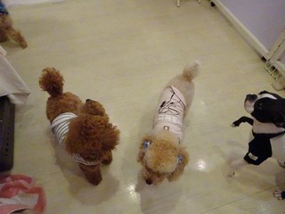DSC04246.jpg