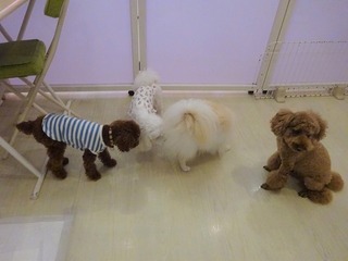 DSC04352.jpg