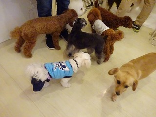 DSC04819.jpg