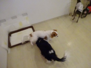 DSC04935.jpg