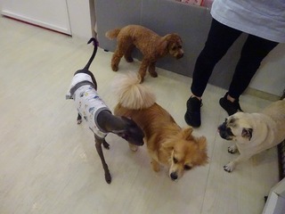 DSC04952.jpg