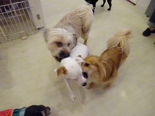 DSC04952.jpg