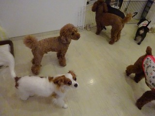 DSC06106.jpg