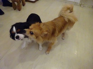 DSC06239.jpg