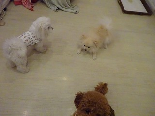 DSC06441.jpg