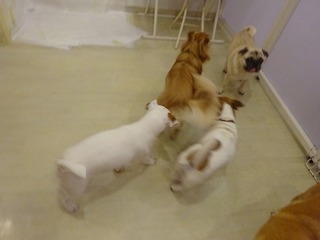 DSC06525.jpg