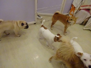 DSC06527.jpg