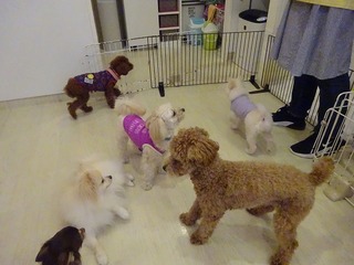 DSC06729.jpg