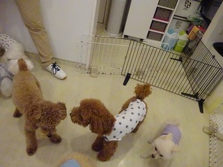 DSC06903.jpg
