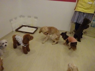 DSC07012.jpg