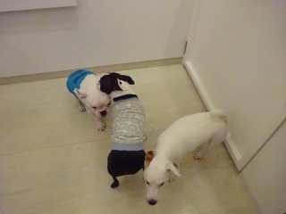 DSC07250.jpg
