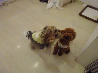 DSC07296.jpg