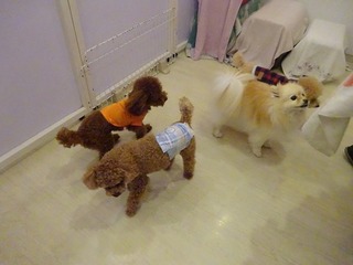 DSC07375.jpg