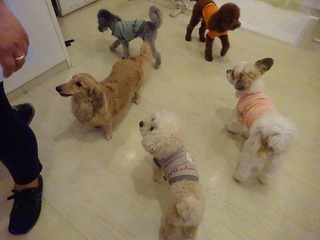 DSC07411.jpg