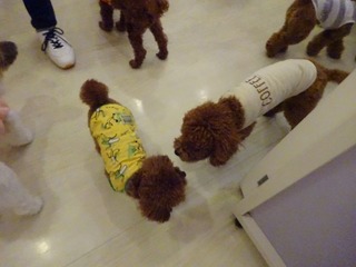 DSC07742.jpg