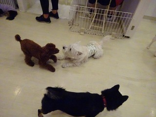DSC07954.jpg