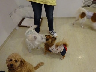 DSC08033.jpg