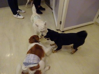 DSC08061.jpg