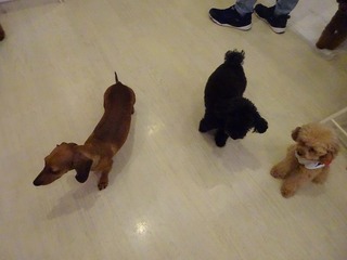 DSC08313.jpg