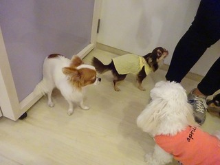 DSC08529.jpg