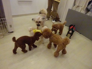 DSC08930.jpg