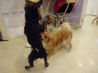 DSC08996.jpg