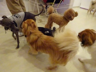 DSC08997.jpg