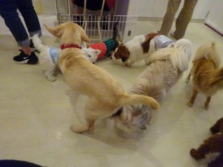 DSC09085.jpg