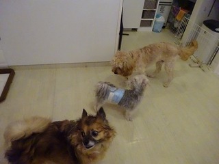 DSC09267.jpg