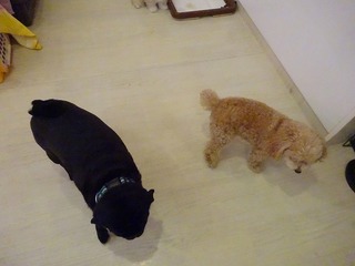 DSC09438.jpg