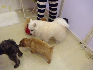 DSC09468.jpg