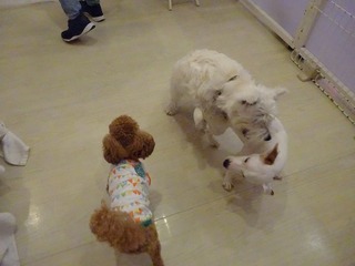DSC09503.jpg