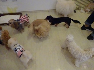 DSC09677.jpg