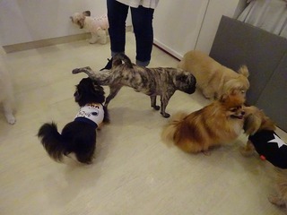 DSC09837.jpg