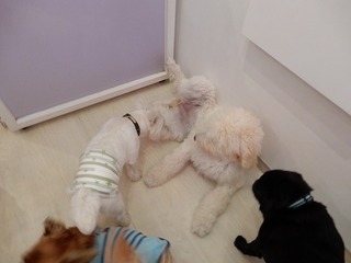 DSCN2917.jpg