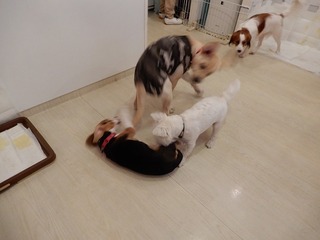 DSCN4253.jpg