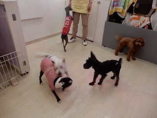 DSCN4650.jpg
