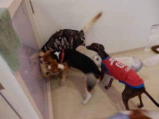 DSCN4747.jpg