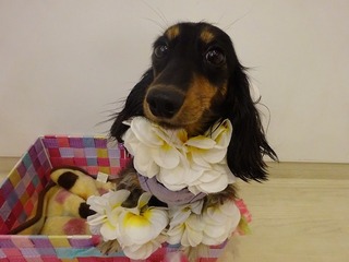 かのん6月22日2歳.jpg