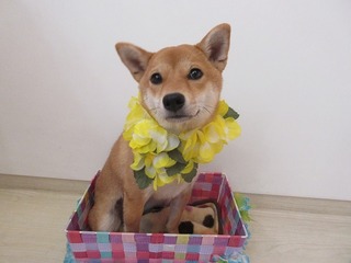 もっこ1歳.jpg