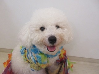 クー太1歳バースデー7月30日.jpg