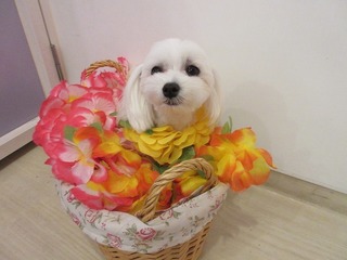 ラテ1歳.jpg