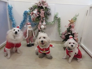 咲・クー太・COCO.jpg