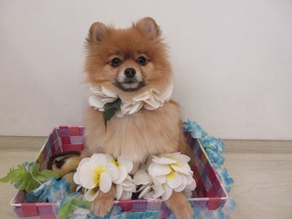 富むぎ2歳.jpg