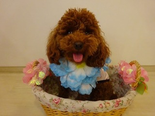 茶々丸6月21日1歳.jpg